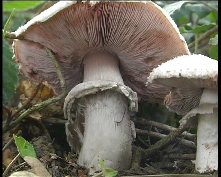 Agaricus benesii   (Pilat)  Singer